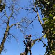 Arborista Scoces - Figueira da Foz - Poda e Manutenção de Árvores