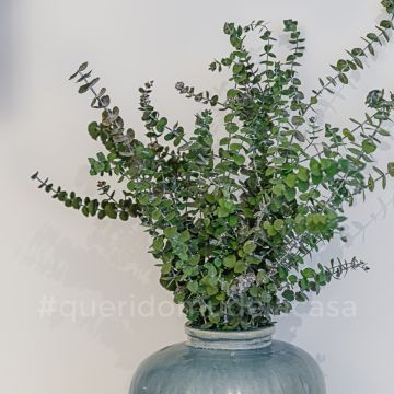 Rodolfo Galvão Home Stylist - Lisboa - Muralista