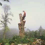 Arborista Scoces - Figueira da Foz - Plantação de Árvores