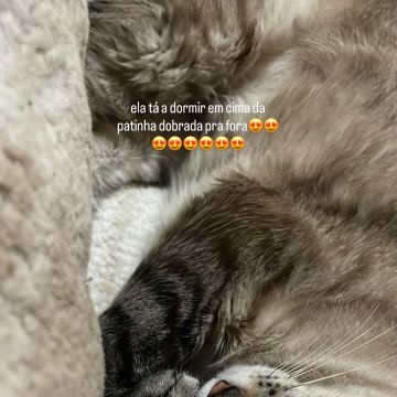 Tomás Riscado - Aveiro - Garde de chat