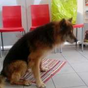 Alberto Subtil - Amadora - Dog Walking