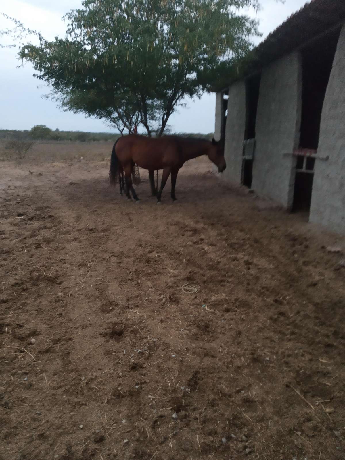 Maria Eduarda - Castelo Branco - Dog Daycare