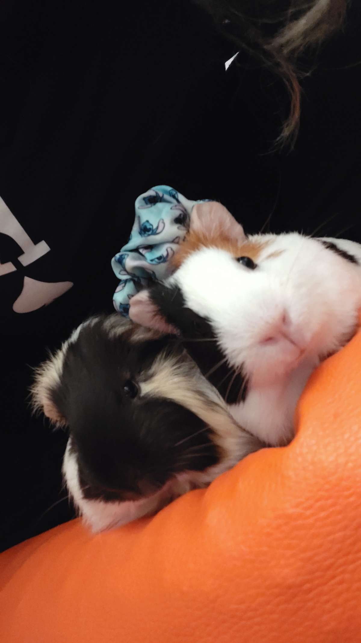 Maria Eduarda - Castelo Branco - Pet Sitting and Walking