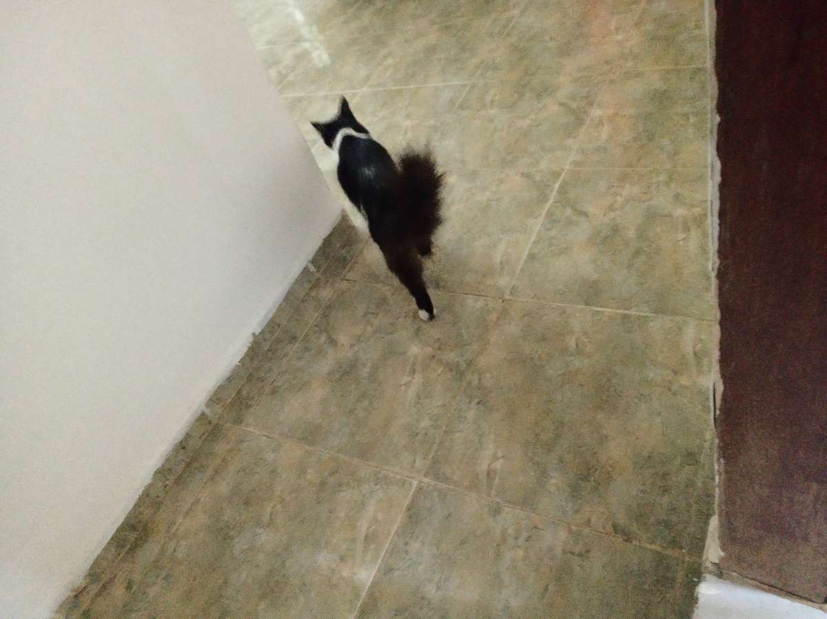 Maria Eduarda - Castelo Branco - Hotel for Cats