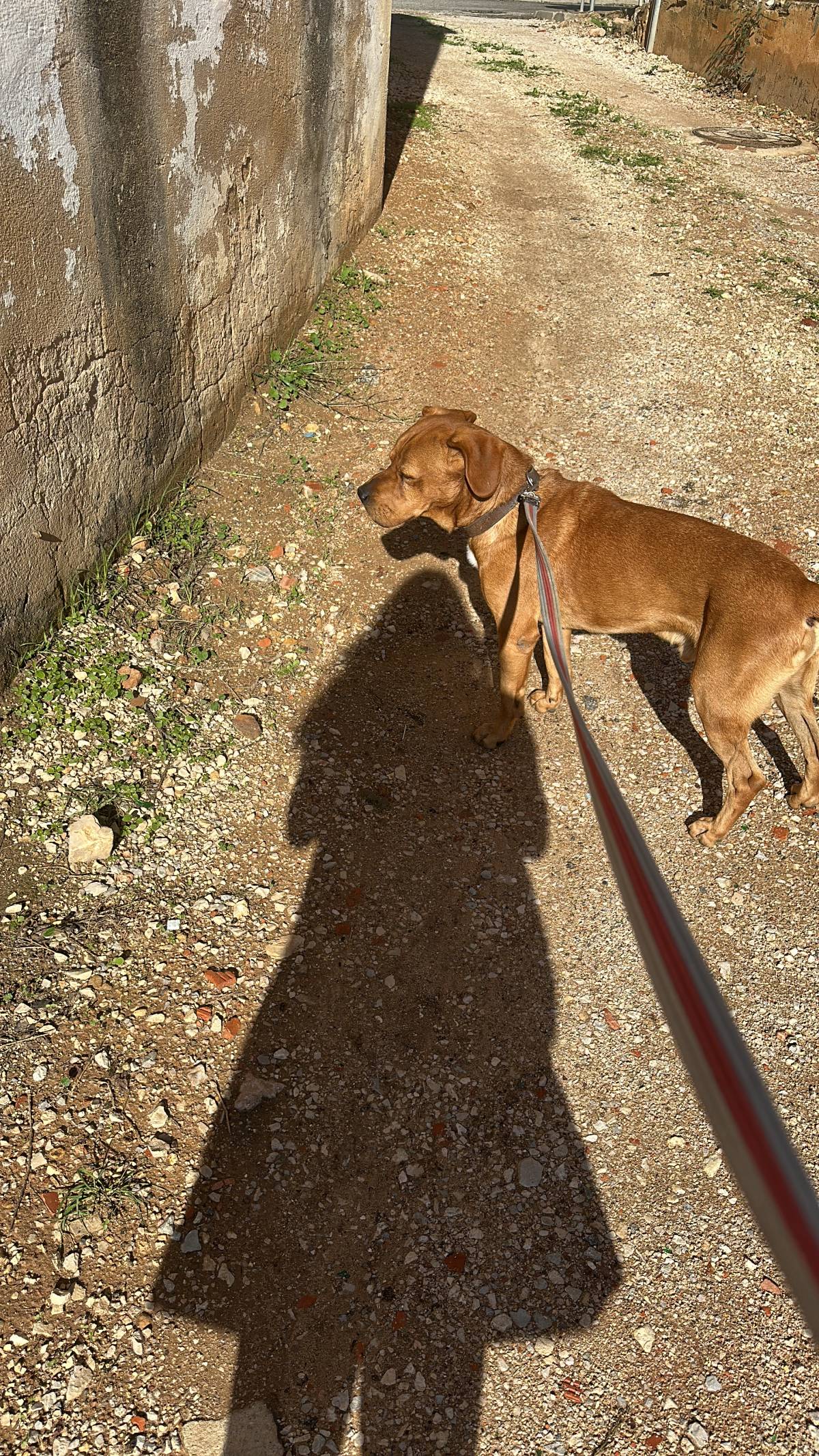 Carolina - Albufeira - Hundeausführung