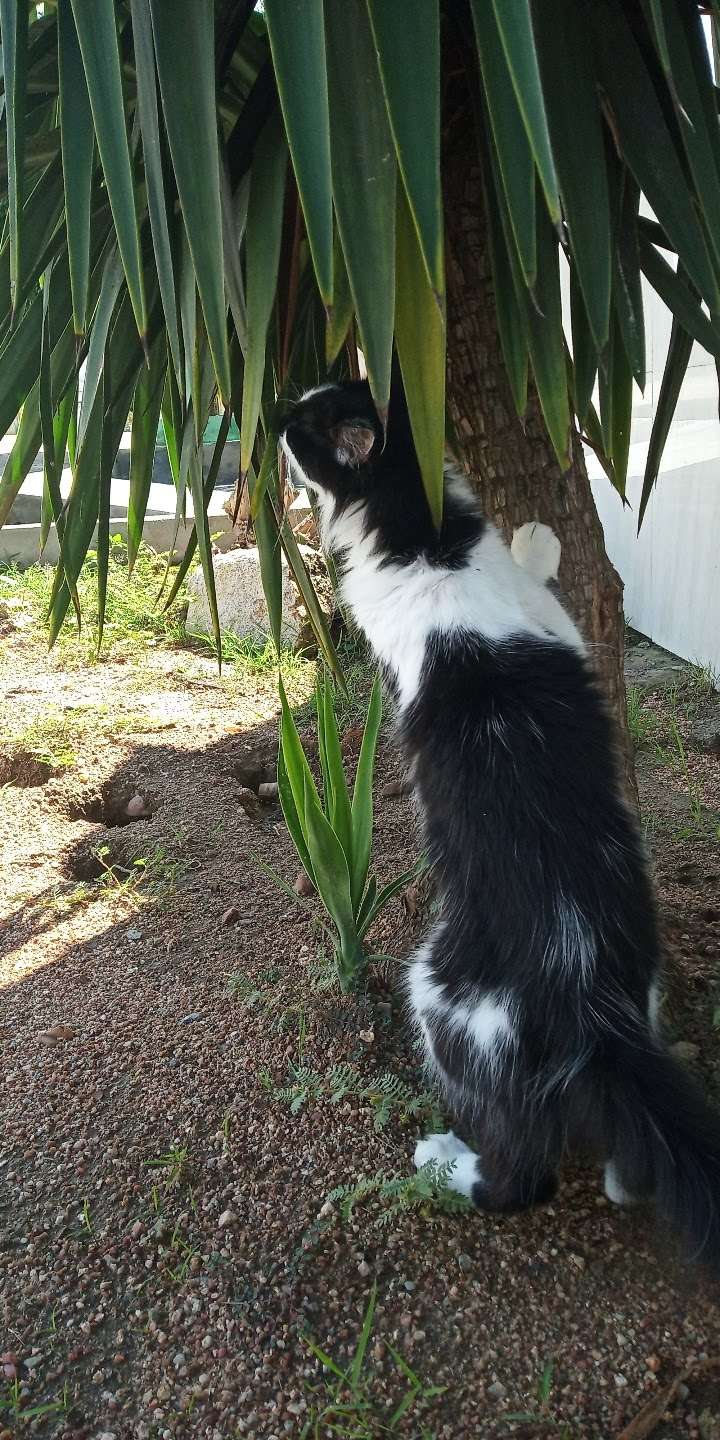 Maria Eduarda - Castelo Branco - Dog Hotel