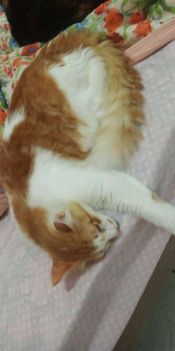 Maria Eduarda - Castelo Branco - Pet Sitting and Walking