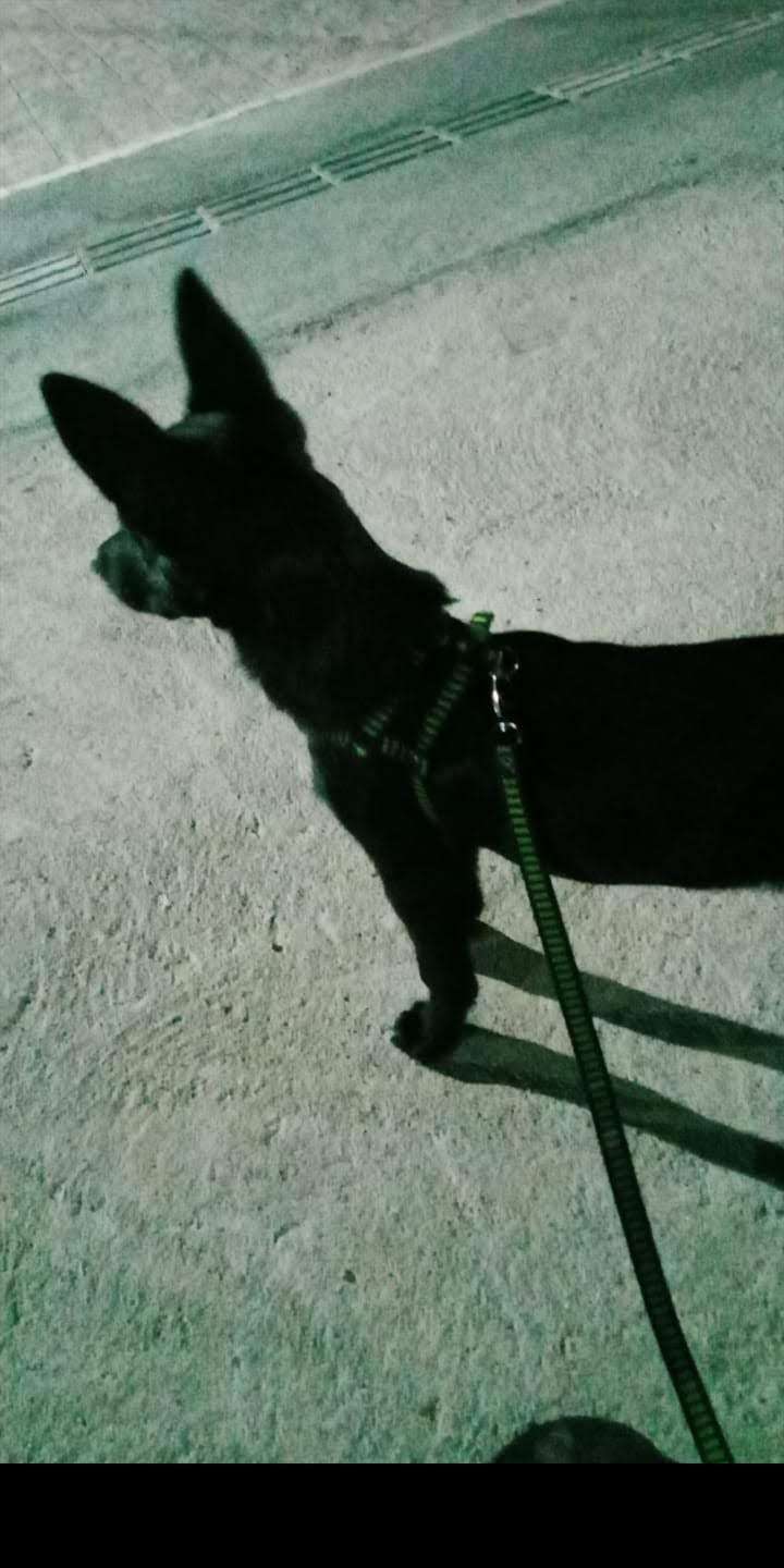 Maria Eduarda - Castelo Branco - Cat Sitting