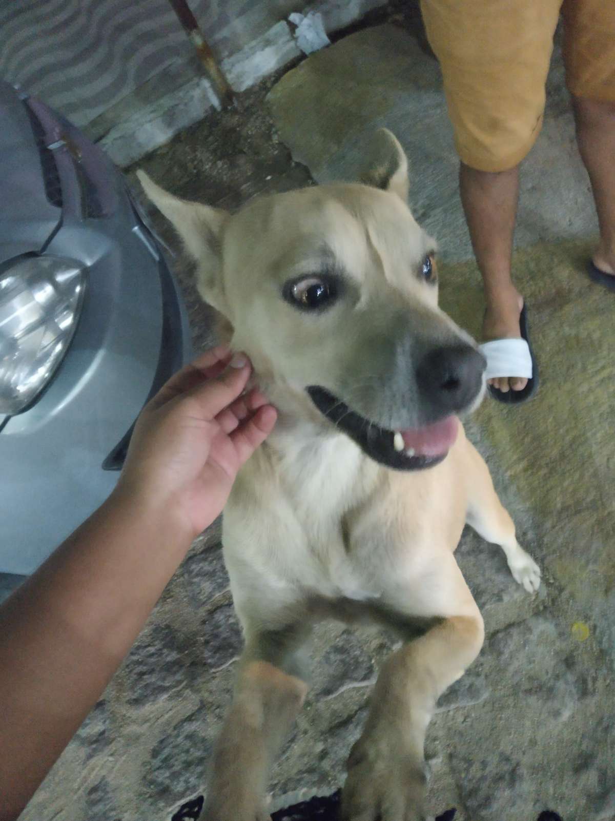 Maria Eduarda - Castelo Branco - Pet Care and Grooming