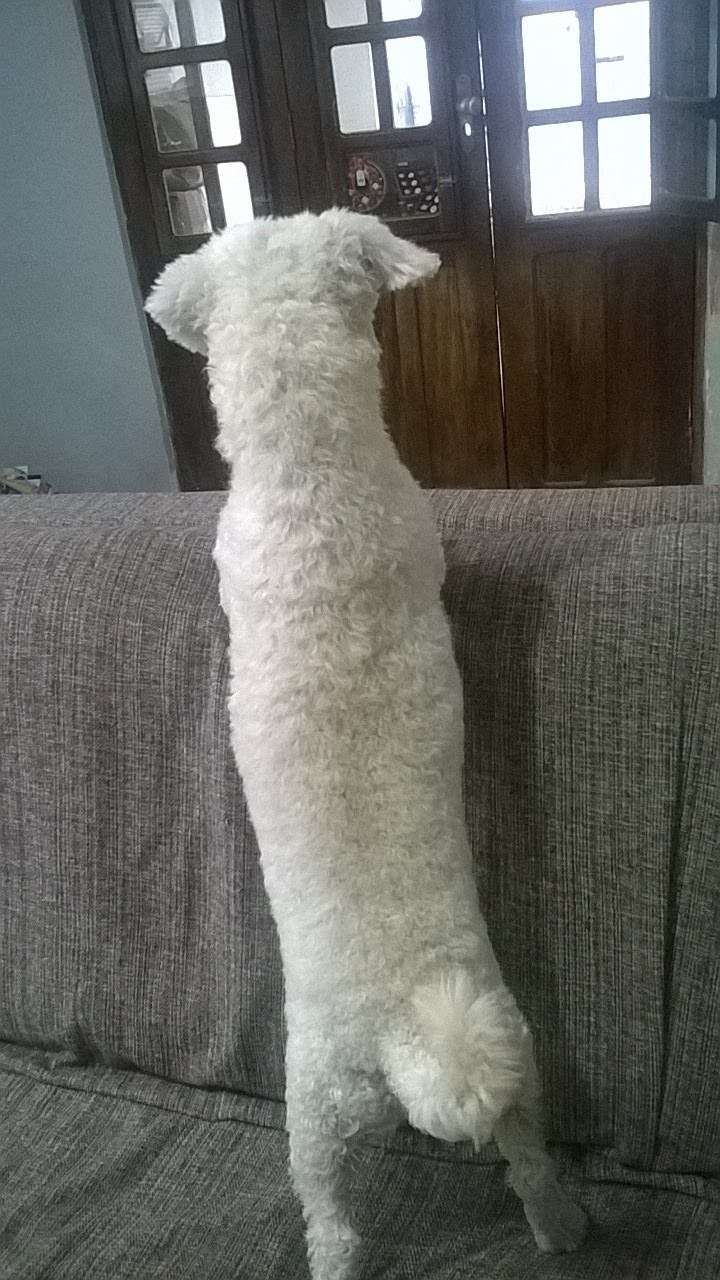 Maria Eduarda - Castelo Branco - Dog Sitting