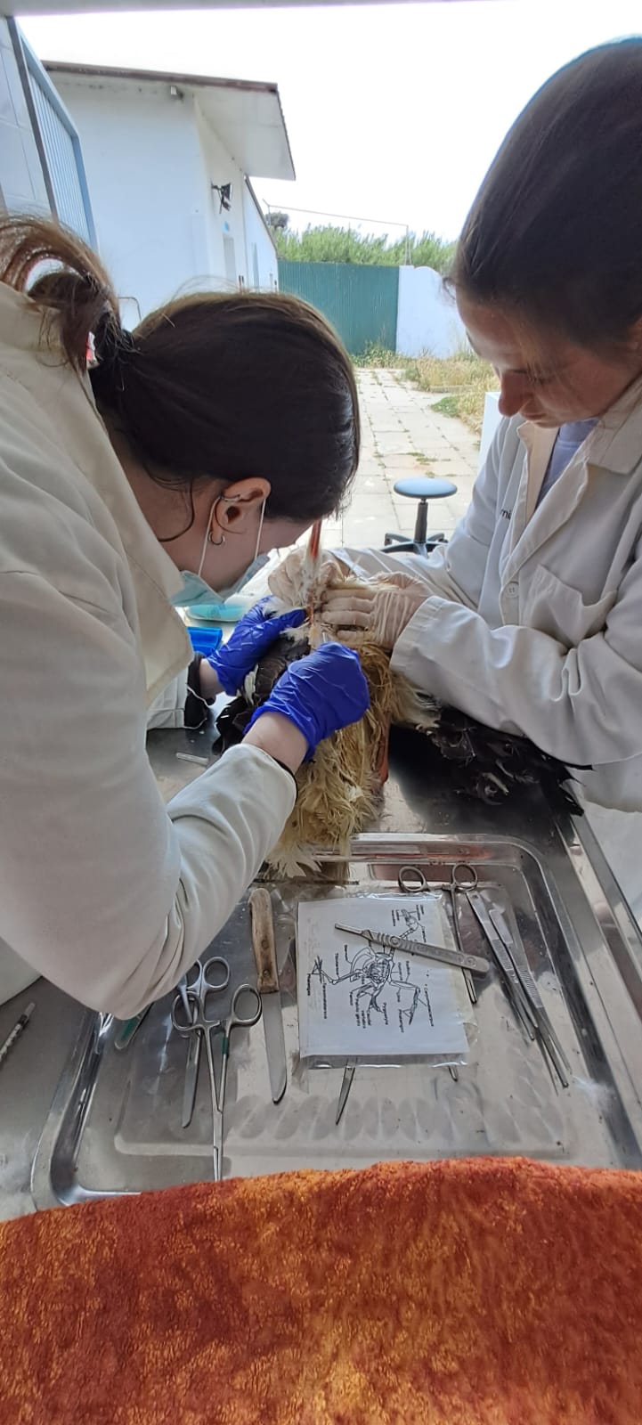 Vaz garcia - Cascais - Veterinários