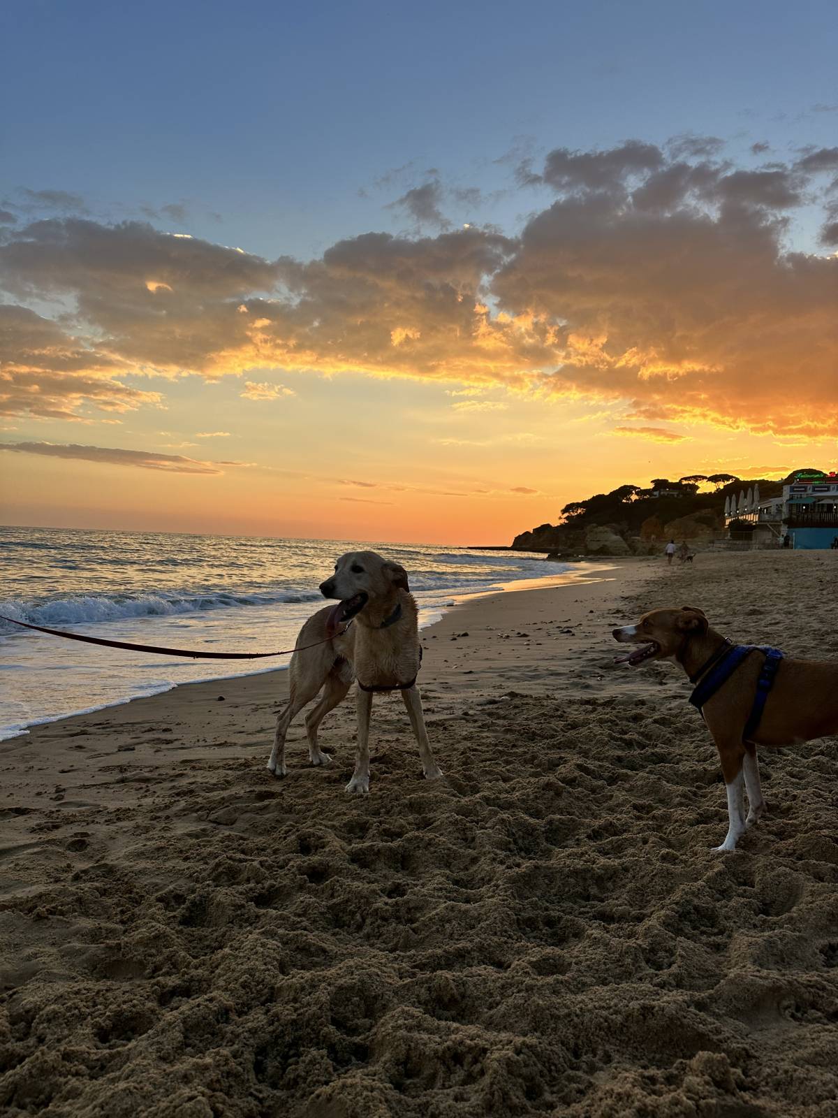Carolina - Albufeira - Hundepension