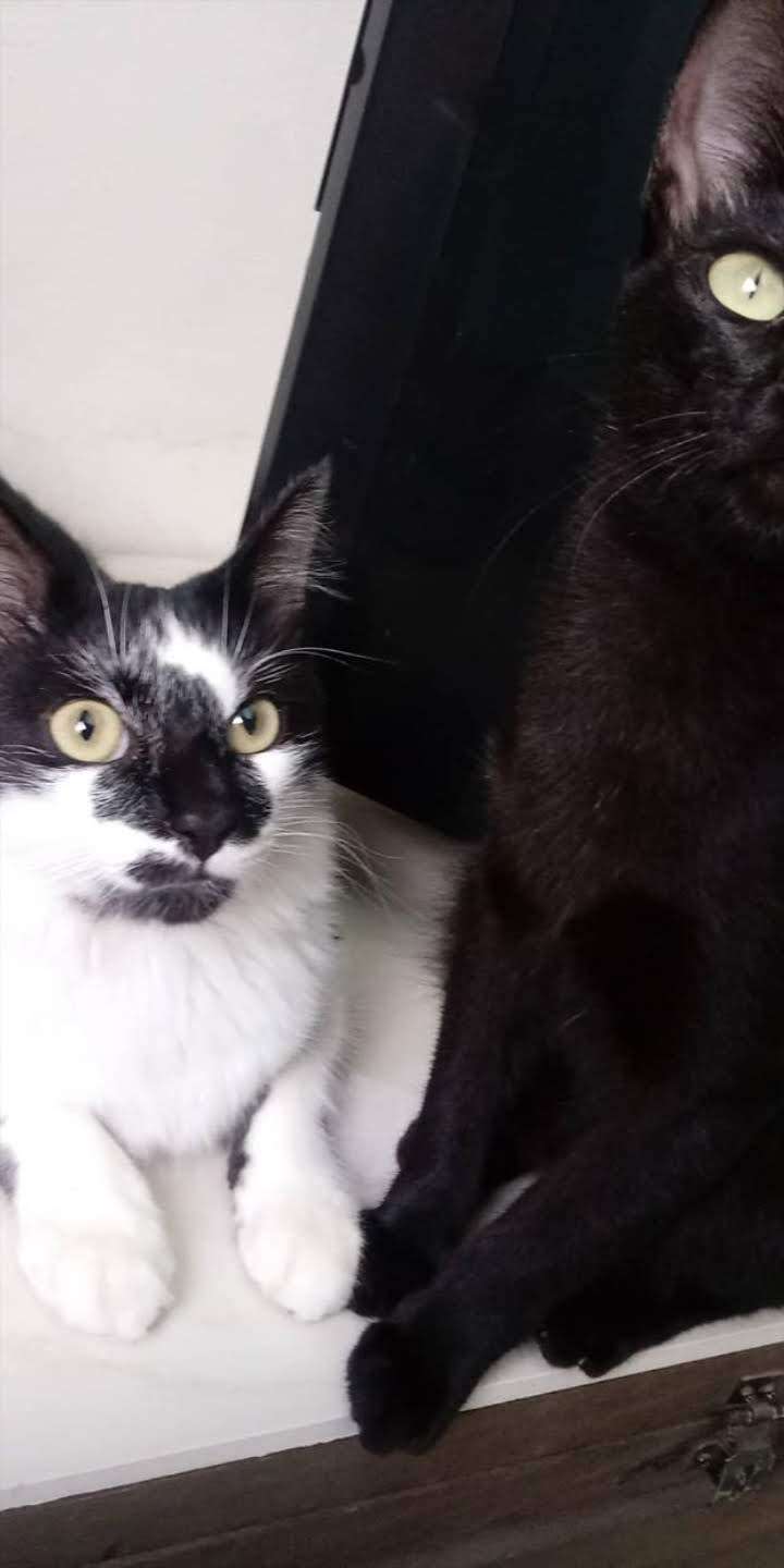 Maria Eduarda - Castelo Branco - Pet Boarding and Daycare