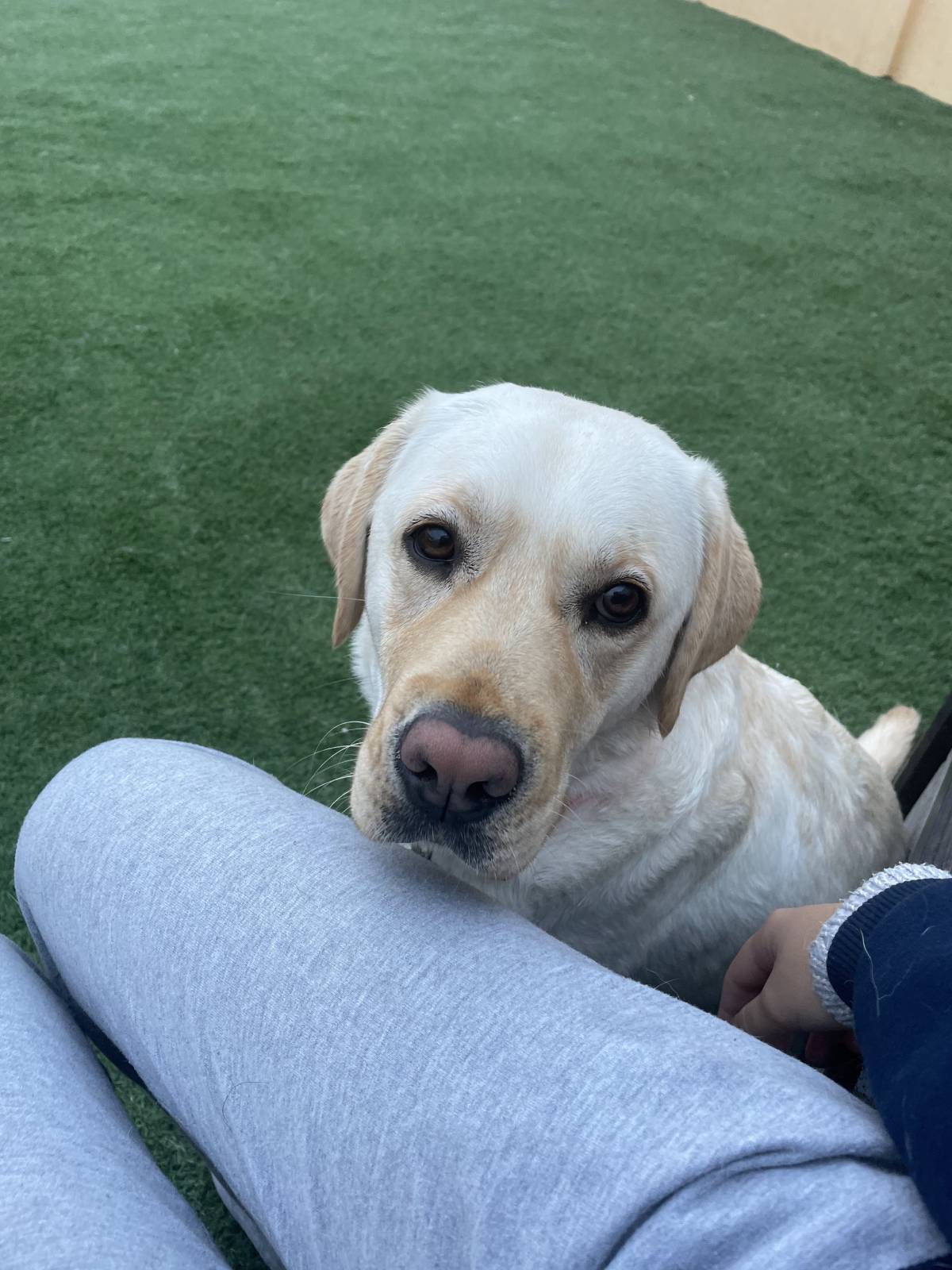 Mariana Santos Miranda - Cascais - Dog Sitting