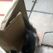 Maria Eduarda - Castelo Branco - Pet Sitting