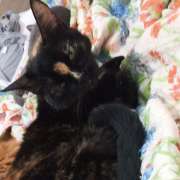 Maria Eduarda - Castelo Branco - Pet Sitting