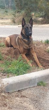 Hotel para Cães