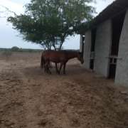 Maria Eduarda - Castelo Branco - Dog Daycare