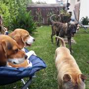 Petsitting Miramar Estadia Familiar - Vila Nova de Gaia - Creche para Cães