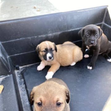 Mariana Santos Miranda - Cascais - Pet Sitting e Pet Walking