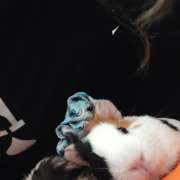 Maria Eduarda - Castelo Branco - Pet Sitting and Walking