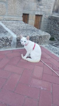 Hotel para Cães