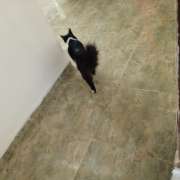 Maria Eduarda - Castelo Branco - Hotel for Cats