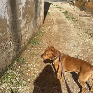 Carolina - Albufeira - Hundeausführung