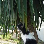 Maria Eduarda - Castelo Branco - Pet Sitting e Pet Walking