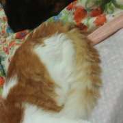 Maria Eduarda - Castelo Branco - Pet Sitting and Walking