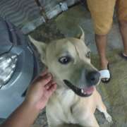 Maria Eduarda - Castelo Branco - Pet Care and Grooming