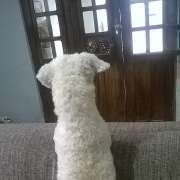 Maria Eduarda - Castelo Branco - Dog Sitting