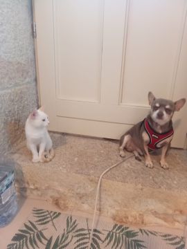 Hotel para Cães
