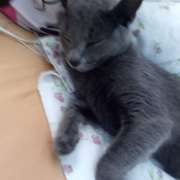 Maria Eduarda - Castelo Branco - Dog Sitting
