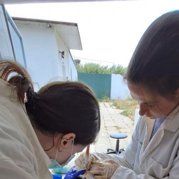 Vaz garcia - Cascais - Médico Veterinário