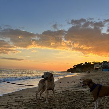 Carolina - Albufeira - Hundepension