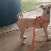 Maria Eduarda - Castelo Branco - Pet Hotel