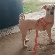 Maria Eduarda - Castelo Branco - Pet Sitting