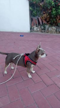 Hotel e Creche para Animais