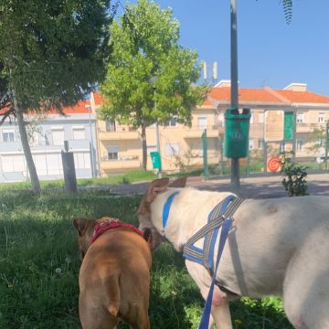 Ema Almeida - Mafra - Pet Sitting e Pet Walking