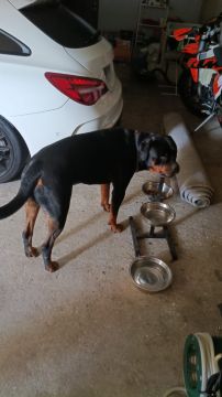 Hotel para Cães