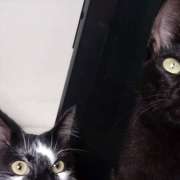 Maria Eduarda - Castelo Branco - Pet Boarding and Daycare