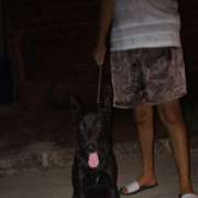 Maria Eduarda - Castelo Branco - Pet Care and Grooming
