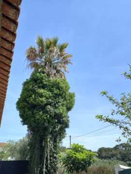 Especialista de  Remoção de Troncos de Árvore