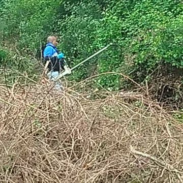 Vítor M - Vila do Conde - Baumstumpf oder -wurzel wegfräsen und entfernen