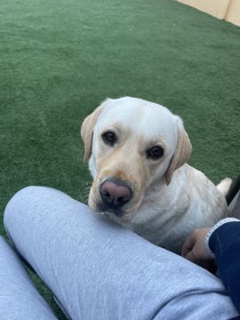 Mariana Santos Miranda - Cascais - Dog Sitting