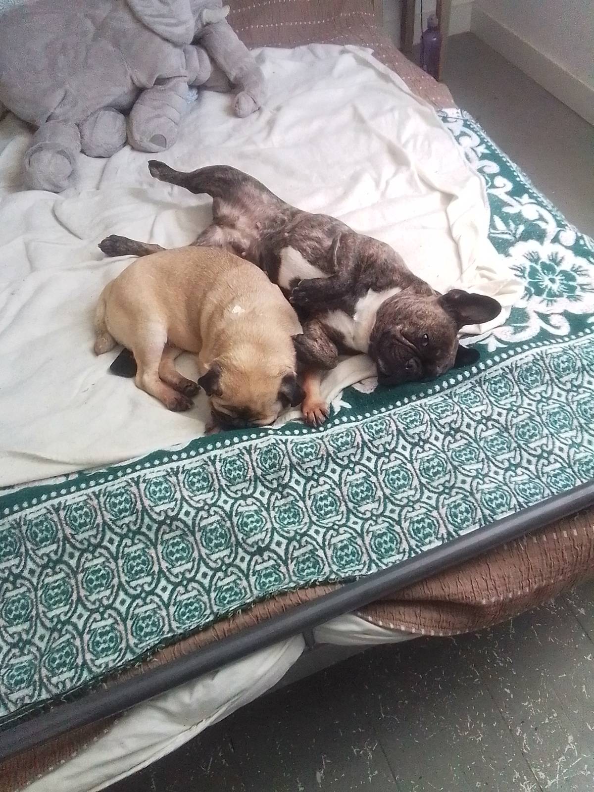 Rafa&Animais - Lisboa - Pet Sitting and Walking