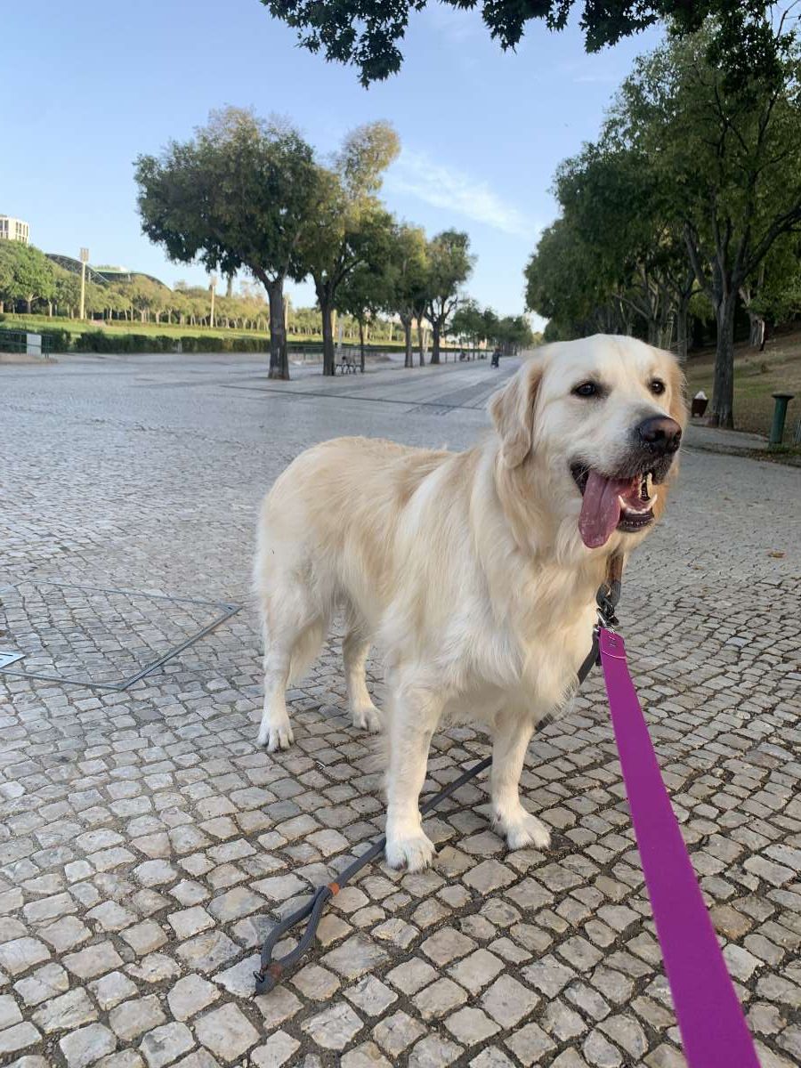 Márcia Silva - Lisboa - Garde de chiens