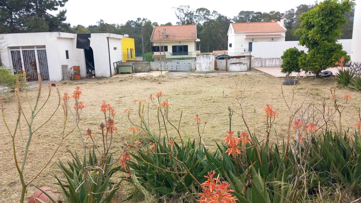 Luiz - Sesimbra - Shrub Removal