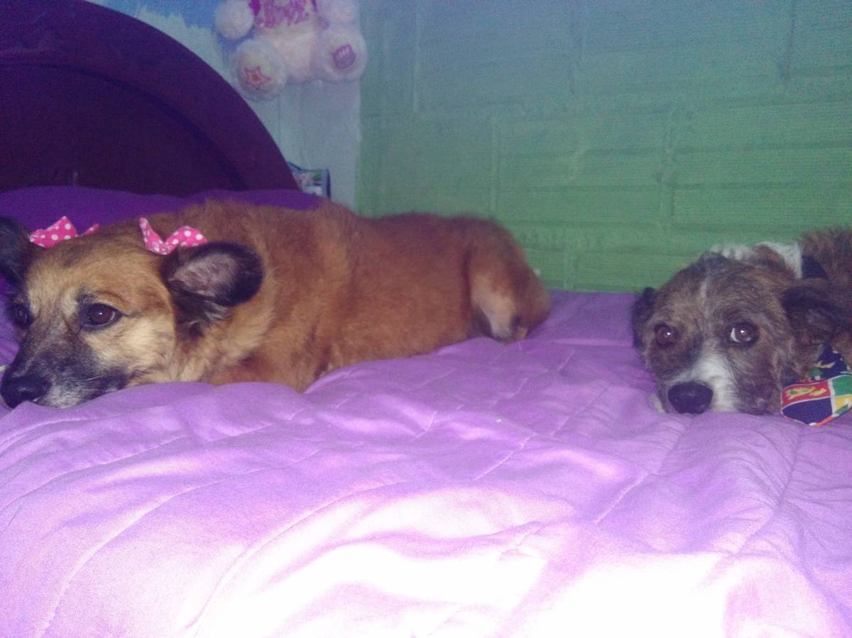 Janneth - Odivelas - Baths and Grooming for Animals